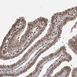 CEACAM1/CD66a Antibody, Novus Biologicals:Antibodies:Primary Antibodies